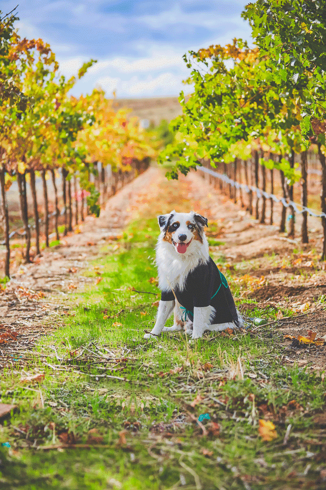 Wine and Wags, Ron Essex.gif